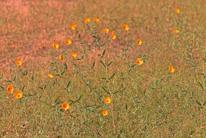 Arizona Poppy, Desert Poppy or Mexican Poppy grows to 2 or 3 feet tall and as wide. This species blooms from February to September in Arizona and September to October in California and Texas. Kallstroemia grandiflora 